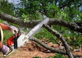 How Our Tree Care Process Works  in  Salunga, PA